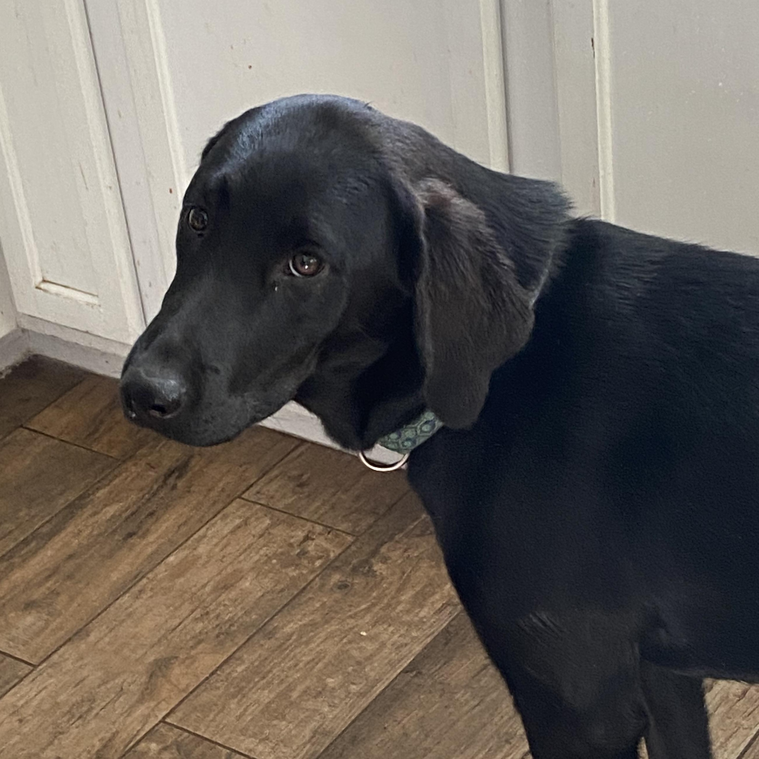 Poppy, ADOPTABLE, Adult Female Flat-Coated Retriever.