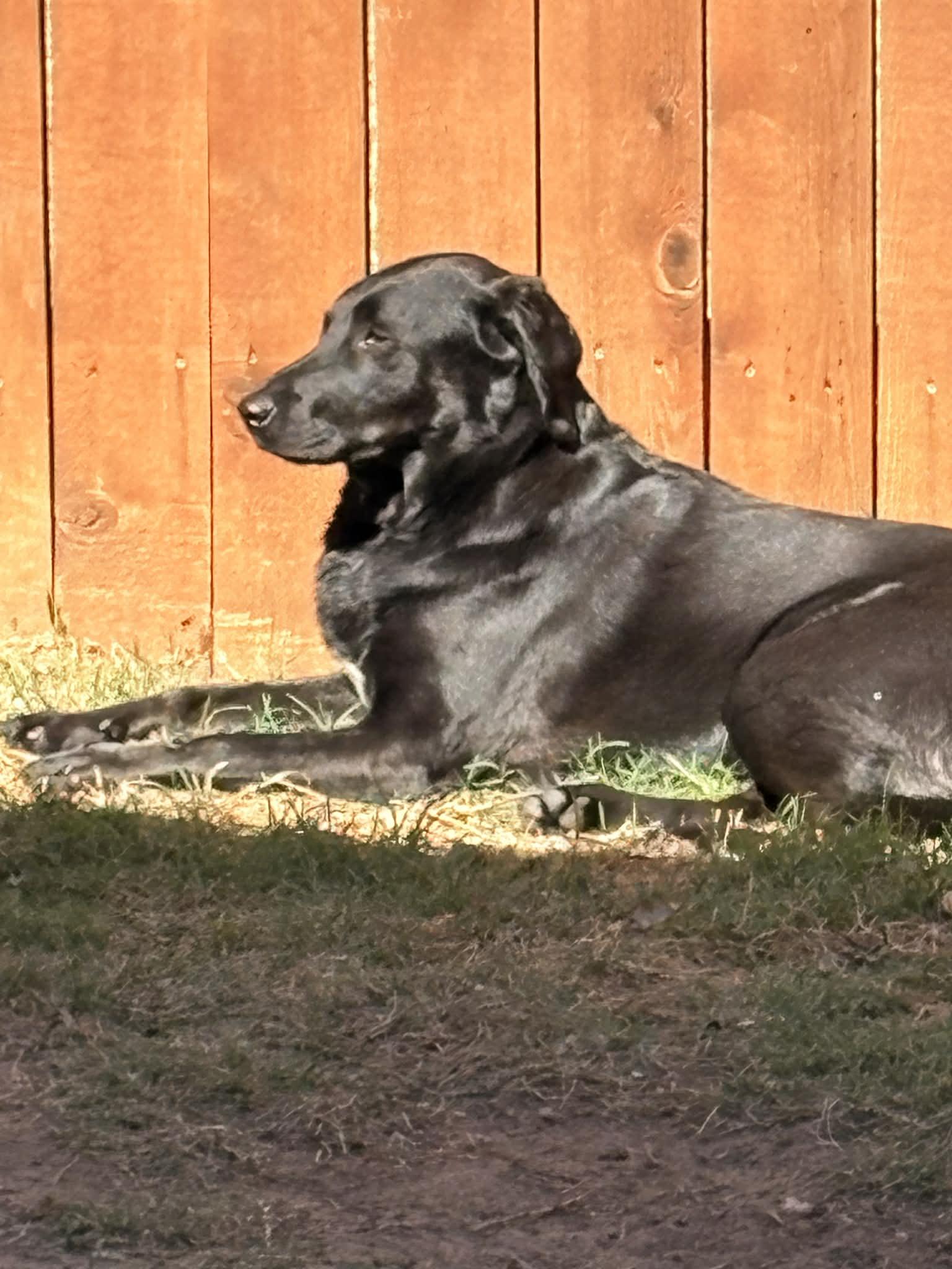 Enlarge Poppy, a ADOPTABLE mixed breed in Austin, TX image 1/2