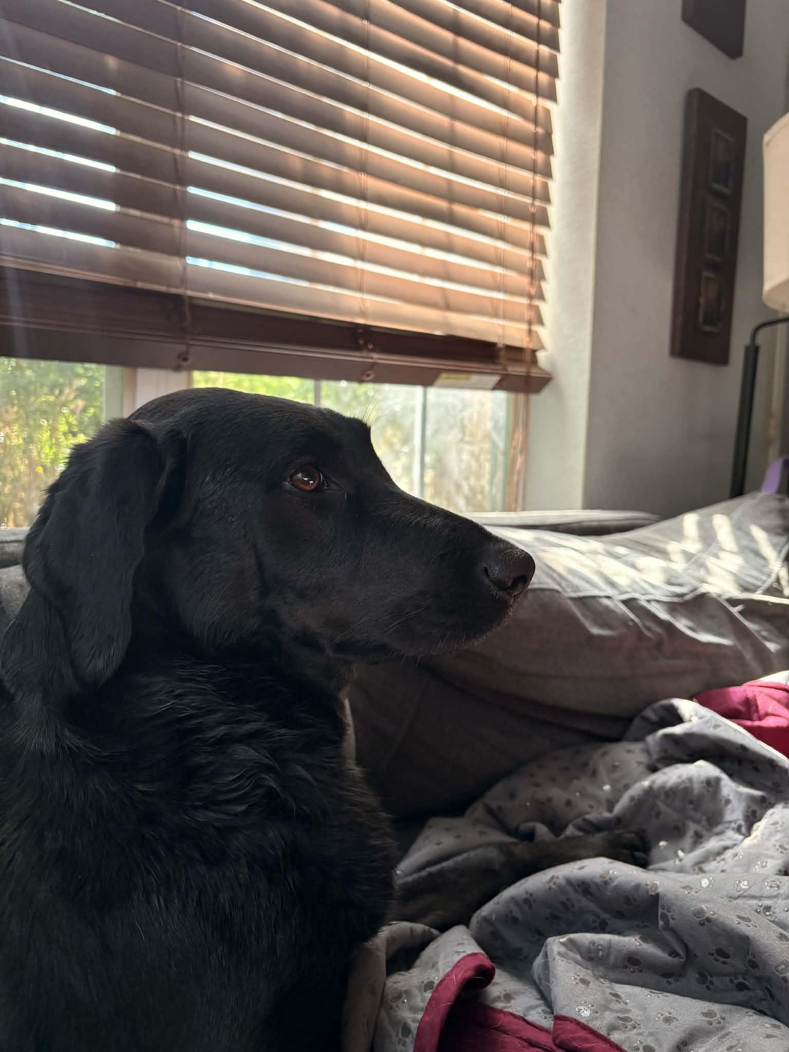 Enlarge Poppy, a ADOPTABLE mixed breed in Austin, TX image 2/2