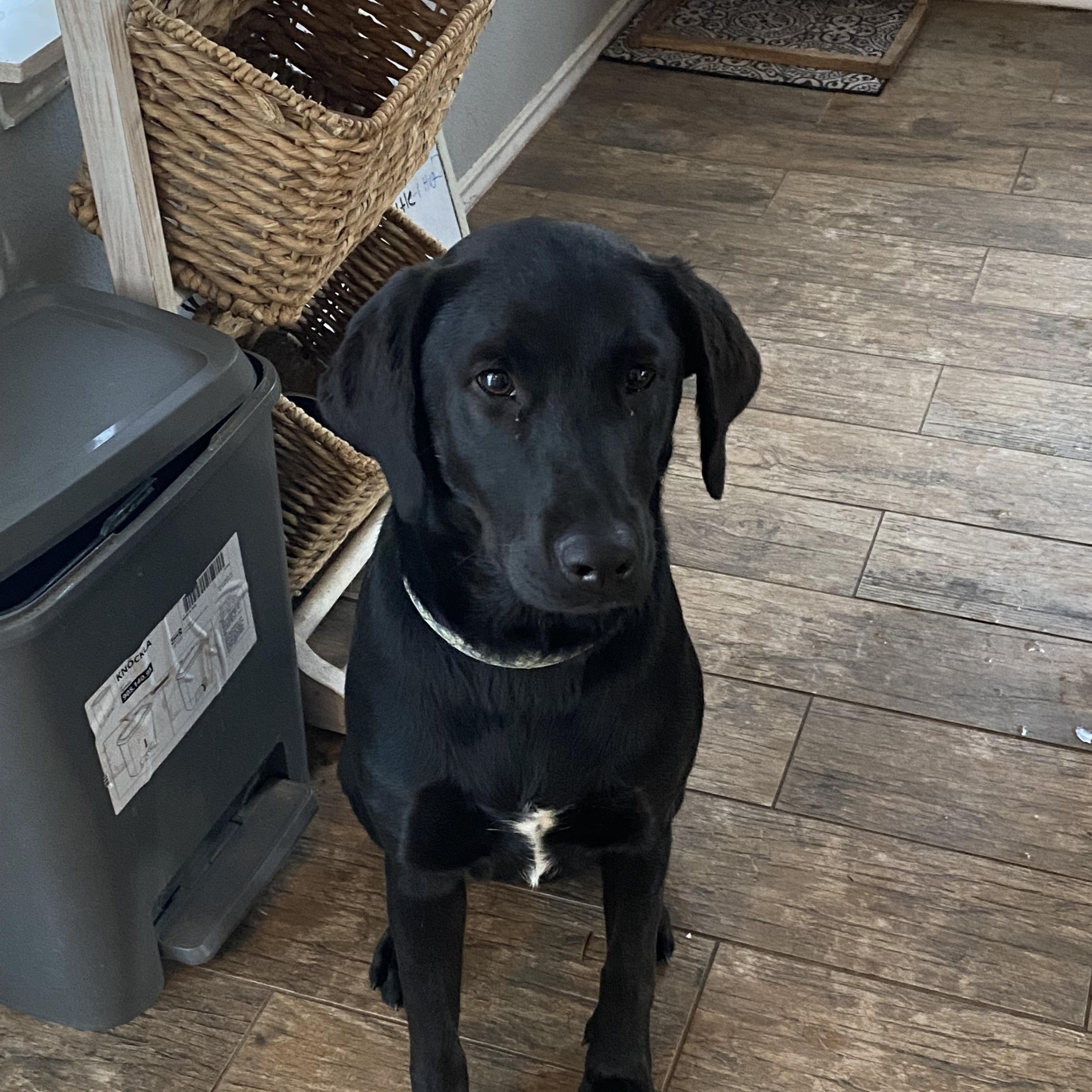 Enlarge Poppy, a ADOPTABLE mixed breed in Austin, TX image 2/5
