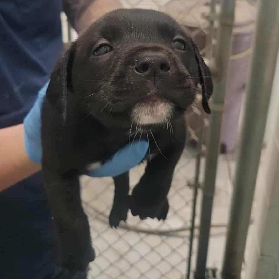 Mac, Adoptable, Puppy Male Mixed Breed.