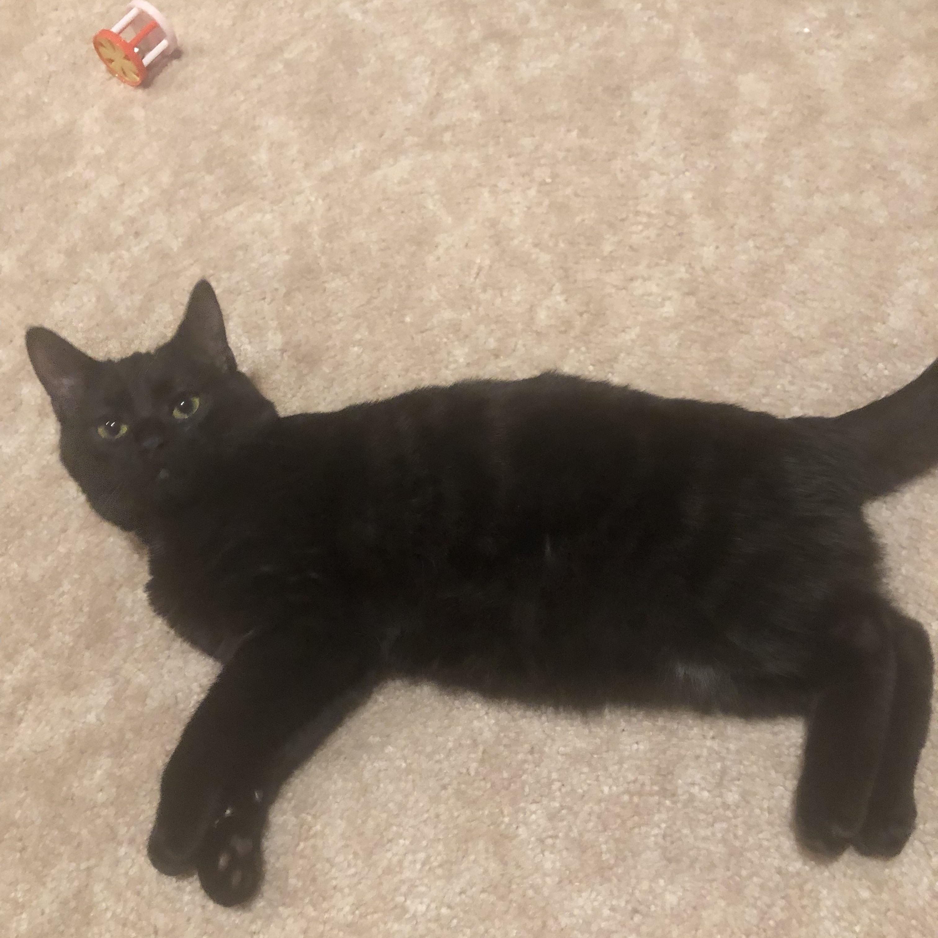 Jinx , adoptable, Kitten Male Domestic Medium Hair.