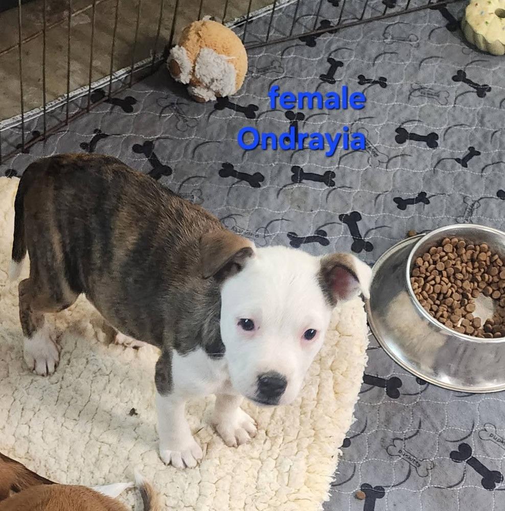 Ondrayia, a Adoptable mixed breed in Bend, OR image 1/3