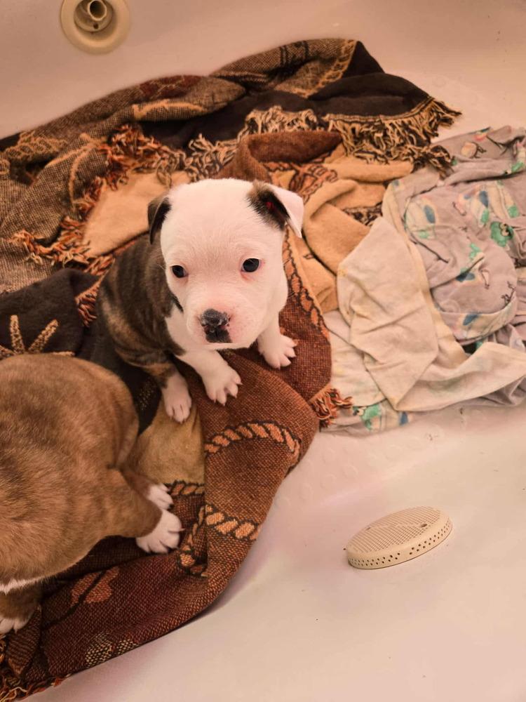 Ondrayia, a Adoptable mixed breed in Bend, OR image 3/3