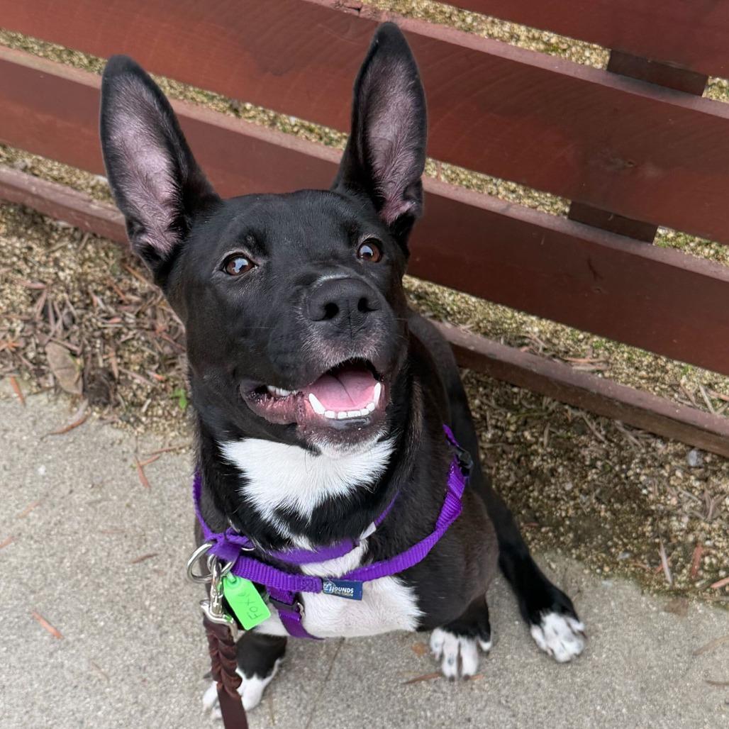 Foxie, Adoptable, Young Female Mixed Breed.