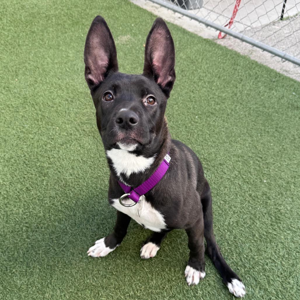 Enlarge Foxie, a Adoptable Mixed Breed in Los Angeles, CA image 2/6