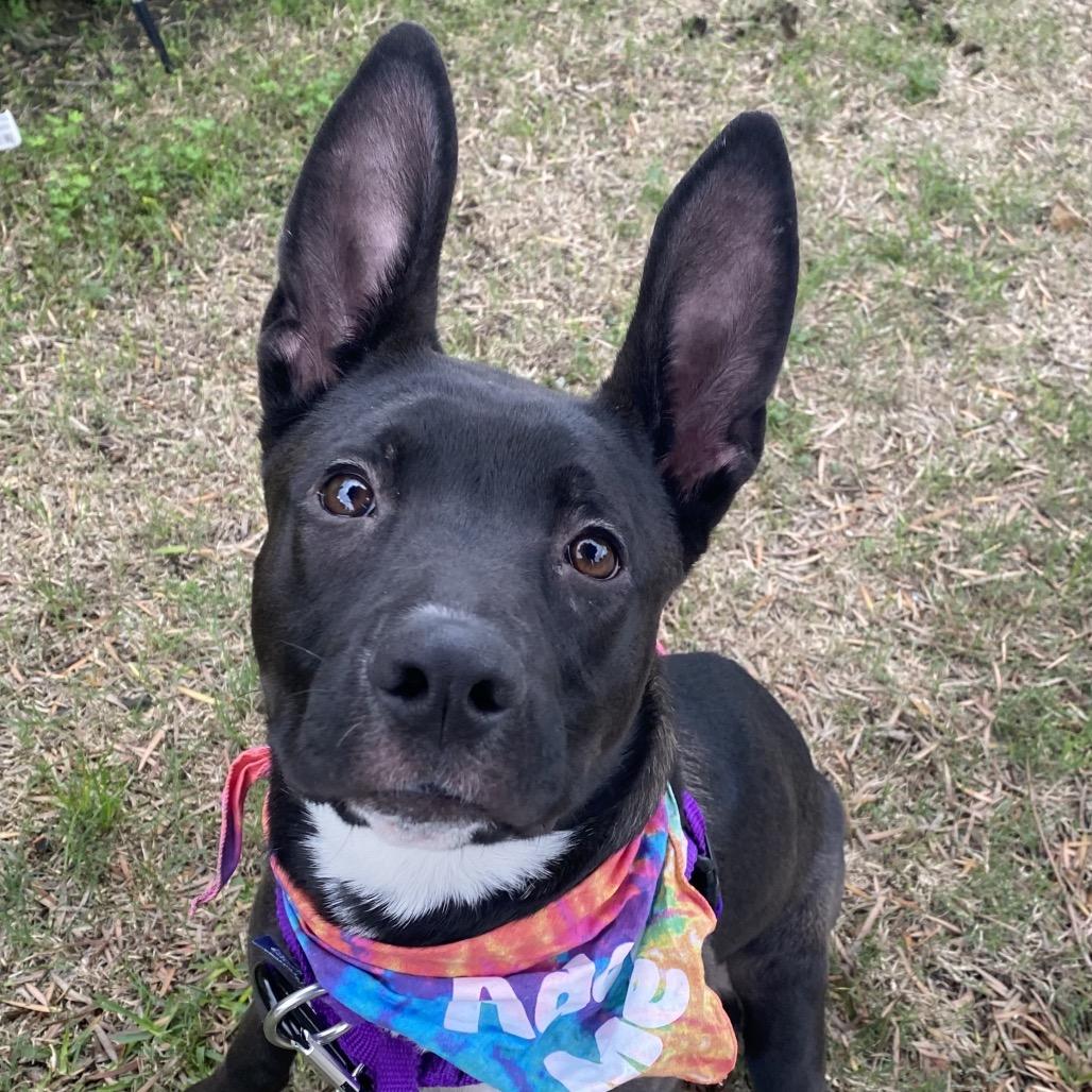Enlarge Foxie, a Adoptable Mixed Breed in Los Angeles, CA image 3/6