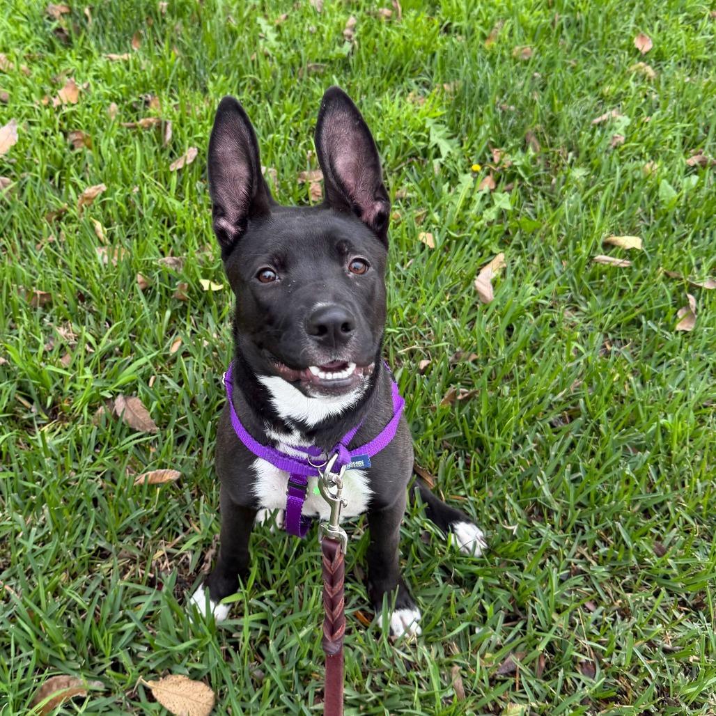 Enlarge Foxie, a Adoptable Mixed Breed in Los Angeles, CA image 6/6