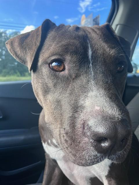 MAKO, Adoptable, Adult Male Pit Bull Terrier.