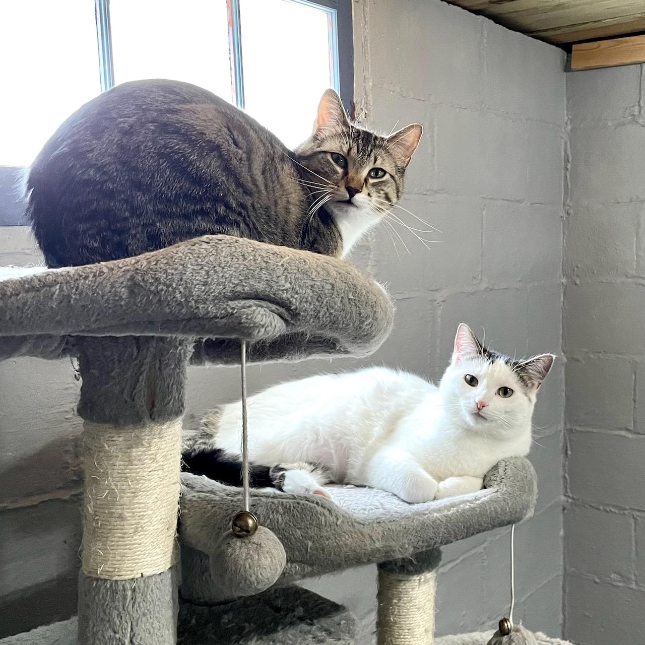 Enlarge Sheldon & Howard, a ADOPTABLE mixed breed in Benson, MN image 1/1