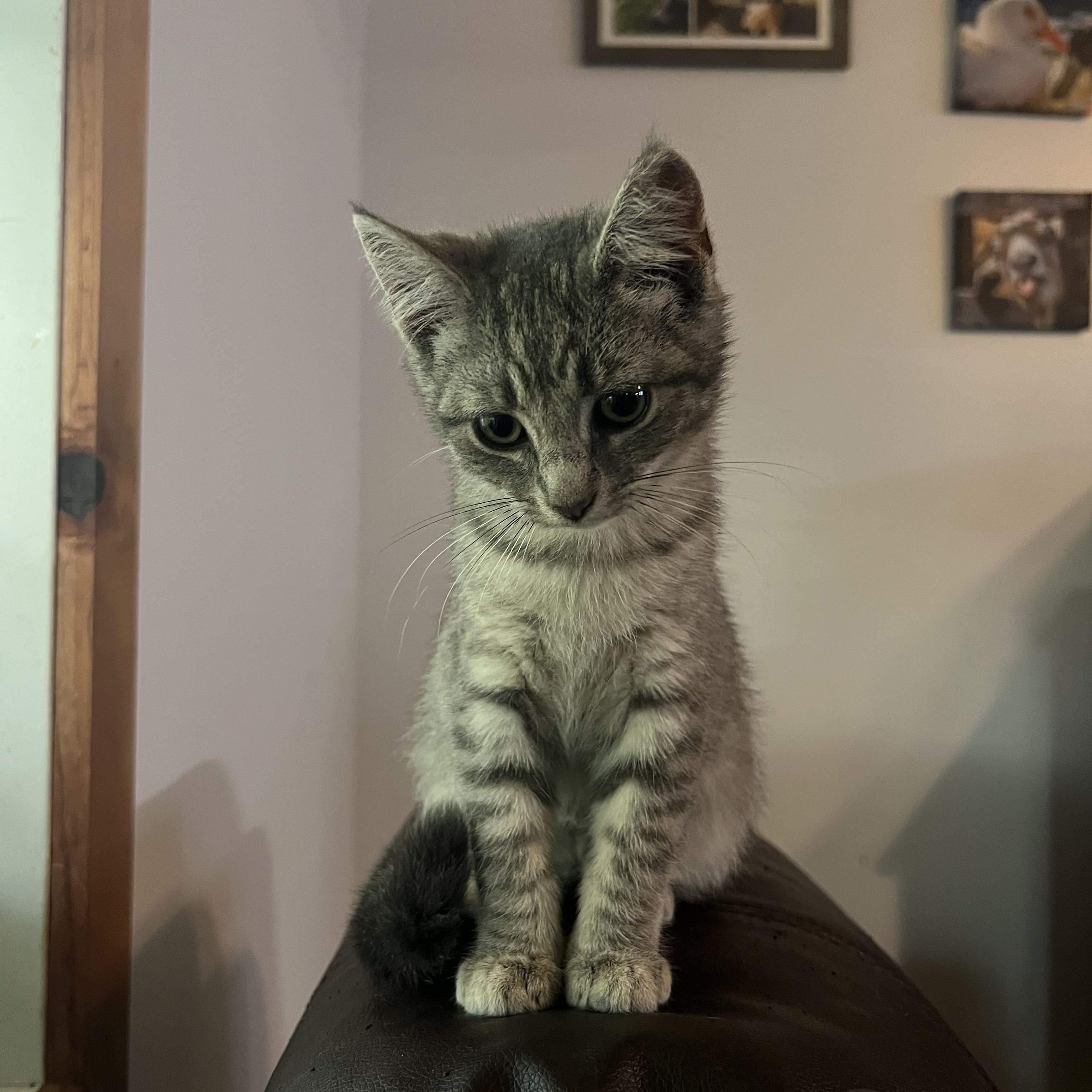 Artemis, Baby Female Domestic Short Hair