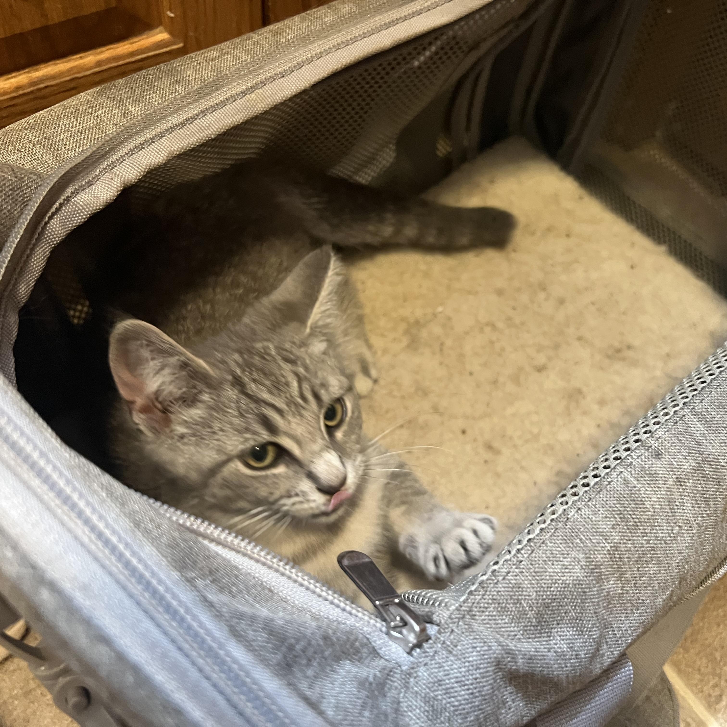 Artemis, a Adopted Domestic Short Hair in Berkeley Springs, WV image 3/4