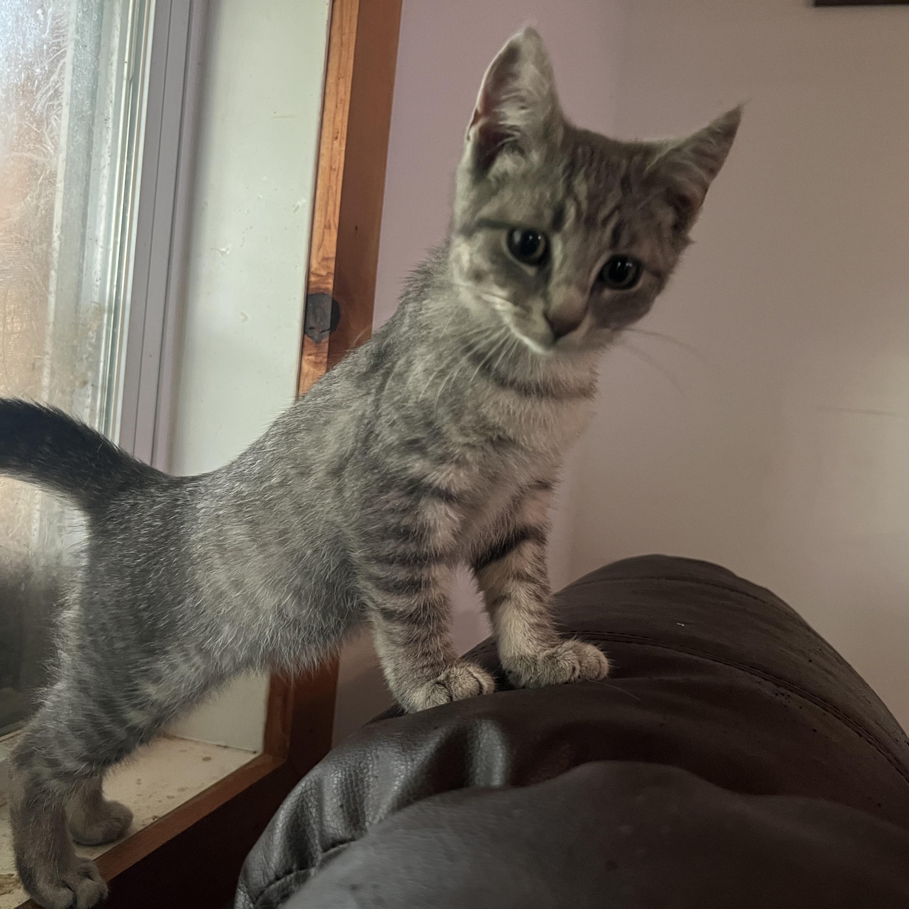 Artemis, a Adopted Domestic Short Hair in Berkeley Springs, WV image 2/4