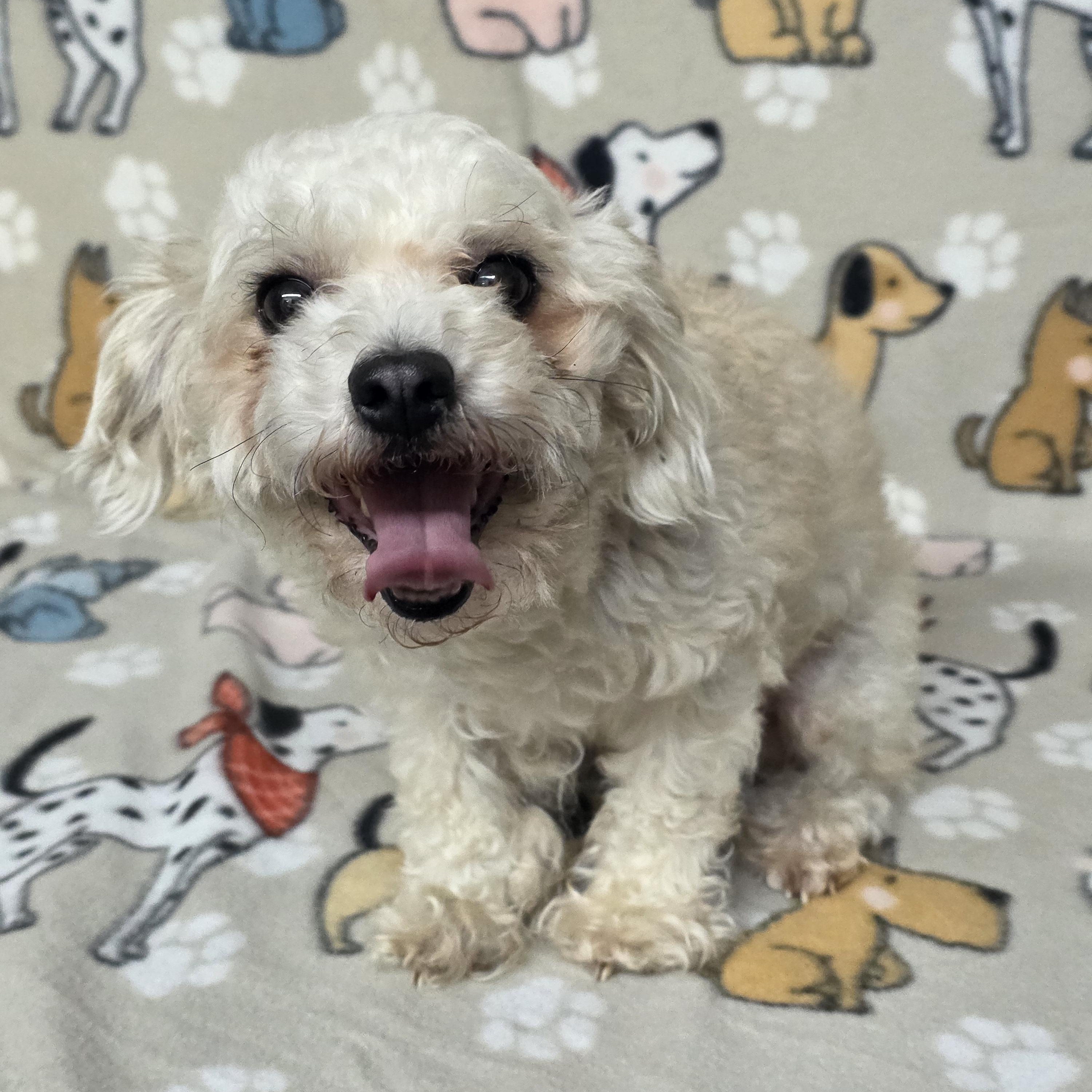 Sadie, ADOPTABLE, Adult Female Miniature Poodle & Bichon Frise.