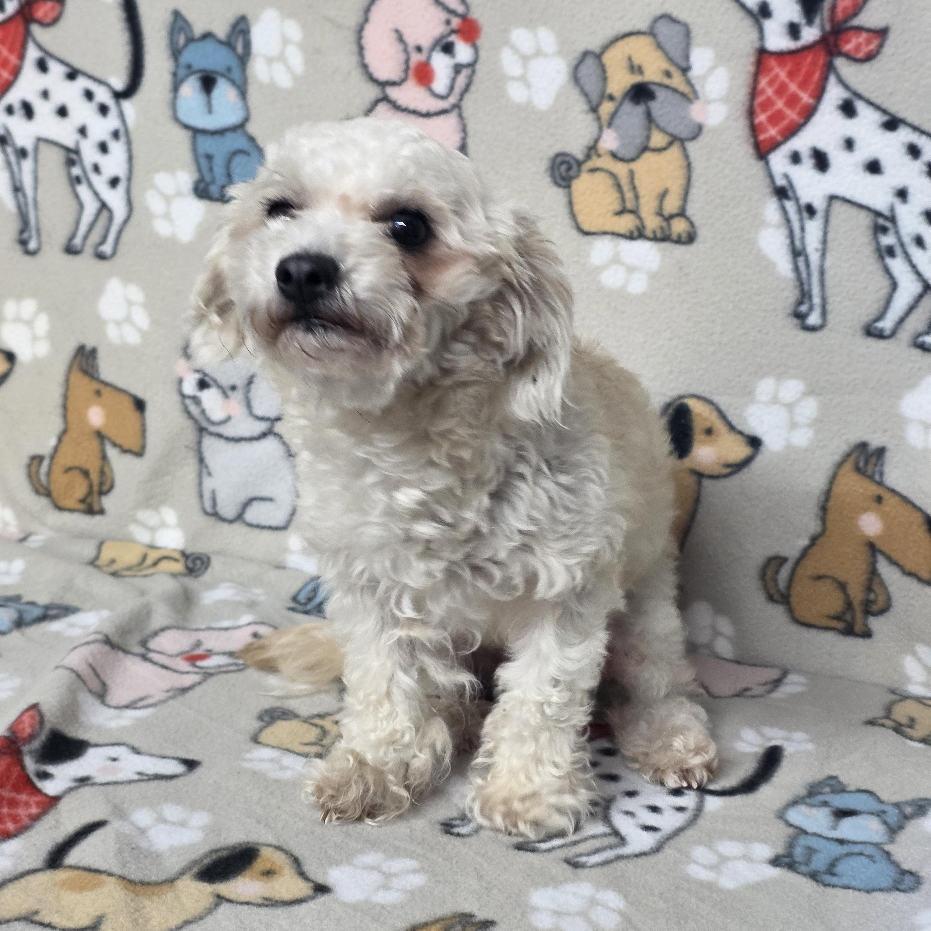 Sadie, a ADOPTABLE mixed breed in Dallas, GA image 2/2