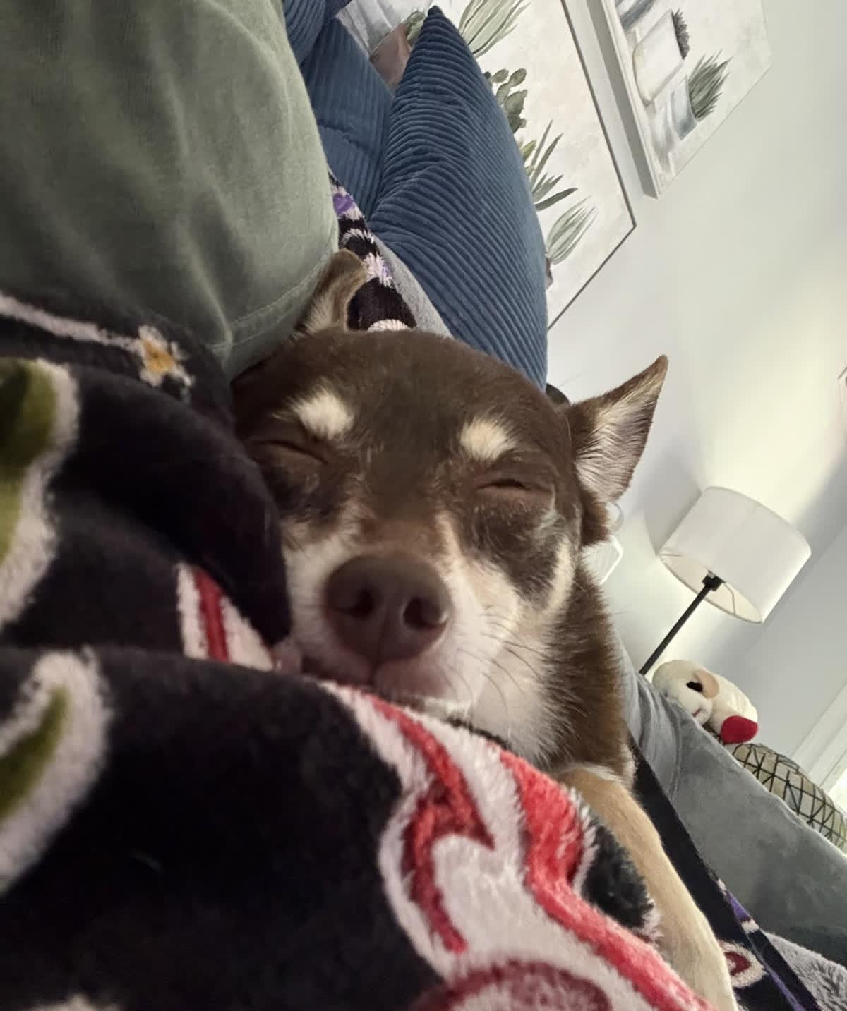 Margarita