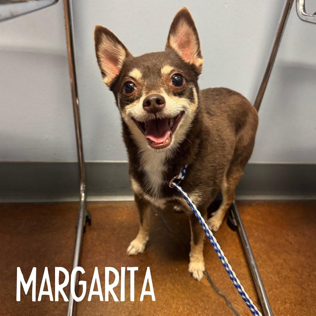 Margarita