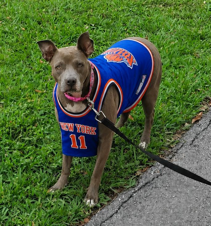 Lena, a Adoptable mixed breed in Fort Lauderdale, FL image 1/4