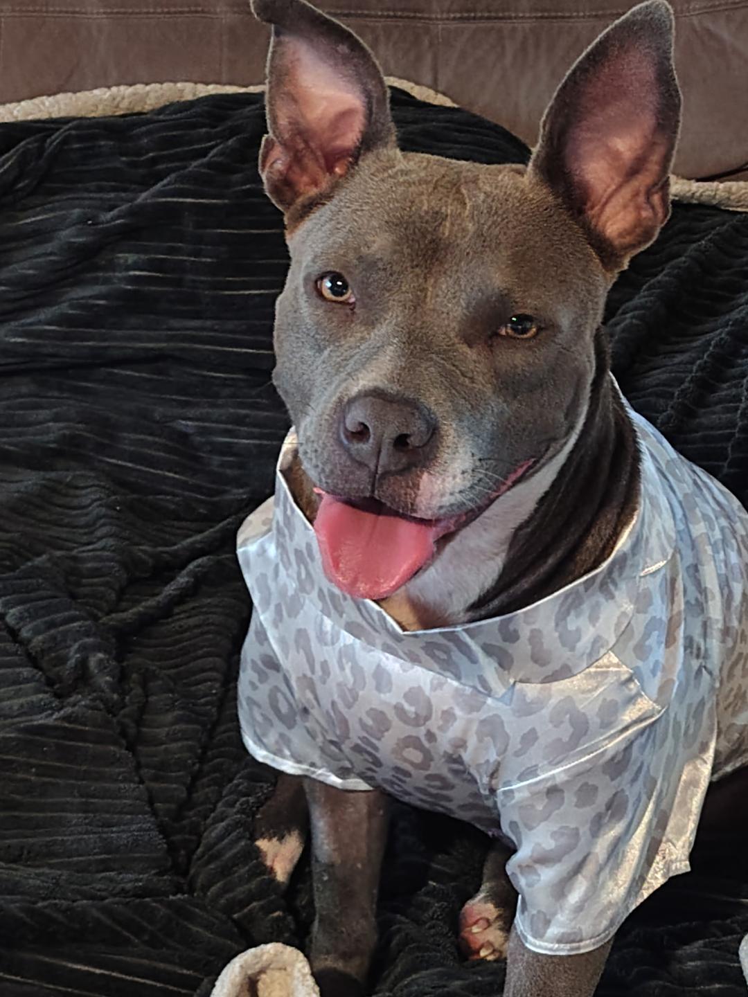 Enlarge Lena, a Adoptable mixed breed in Fort Lauderdale, FL image 1/1