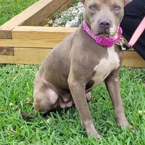 Enlarge Lena, a Adoptable mixed breed in Fort Lauderdale, FL image 3/4