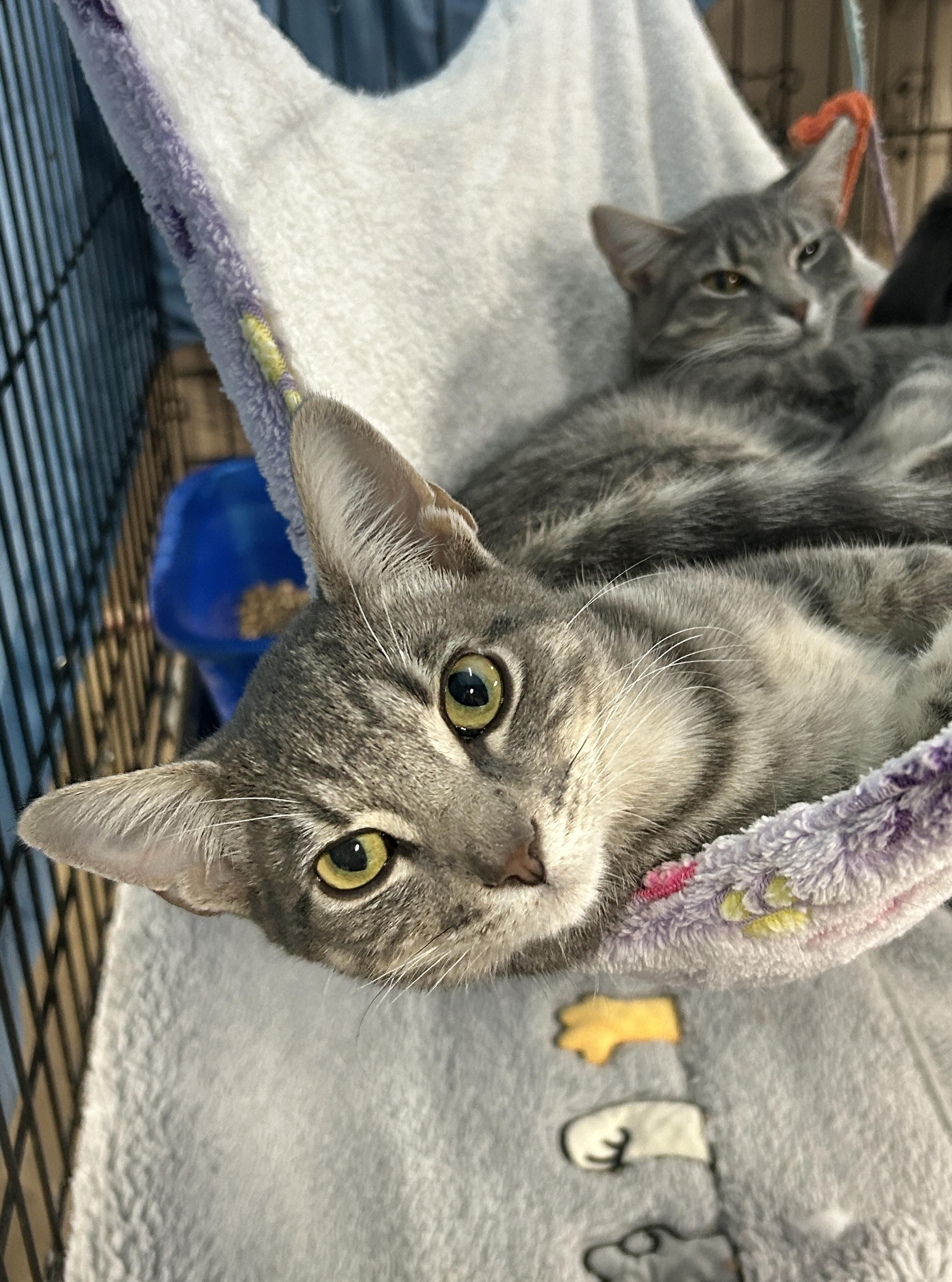 Enlarge Holly, a Adoptable American Shorthair in Marble Falls, TX image 2/4