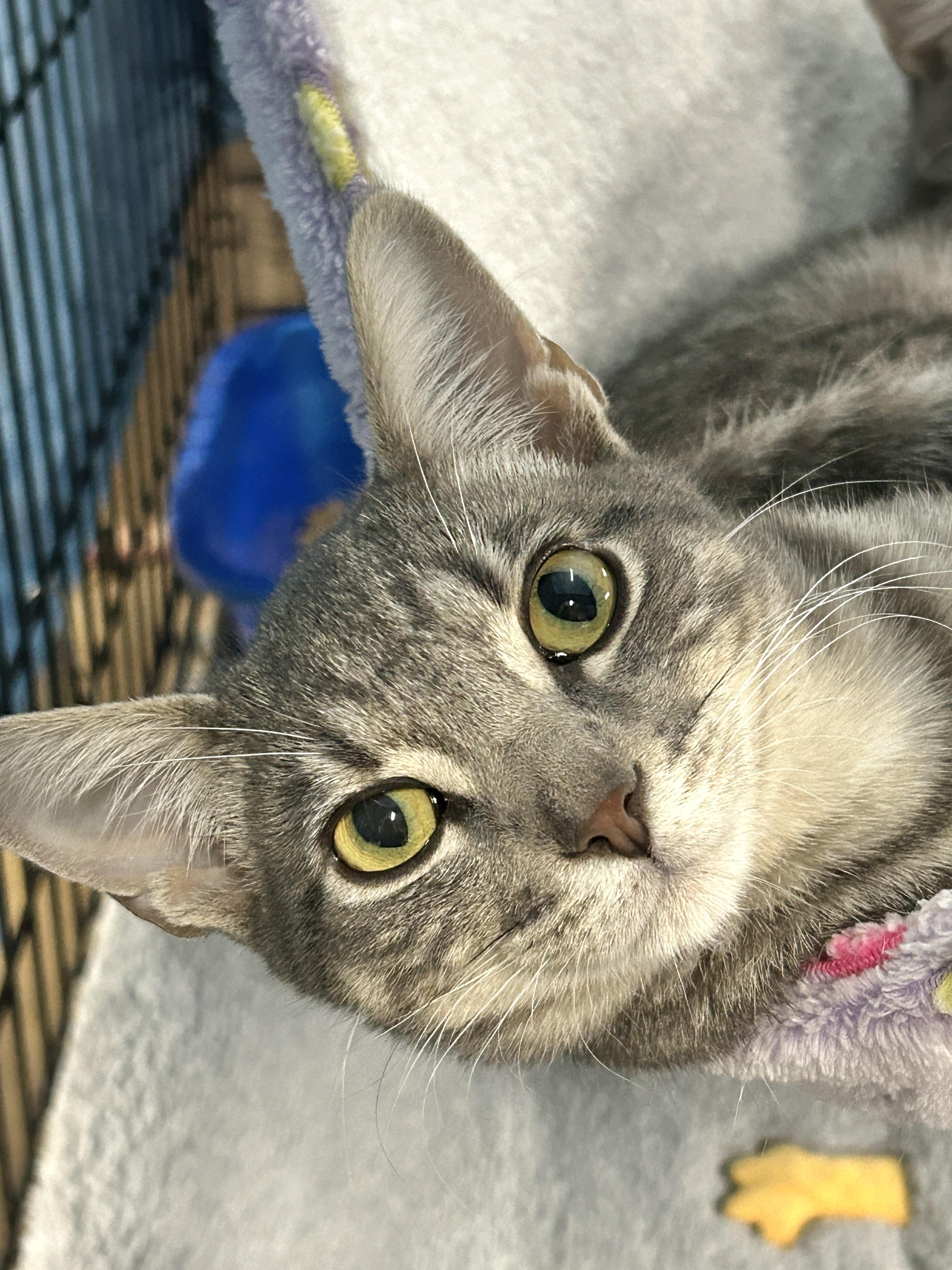 Enlarge Holly, a Adoptable American Shorthair in Marble Falls, TX image 1/4