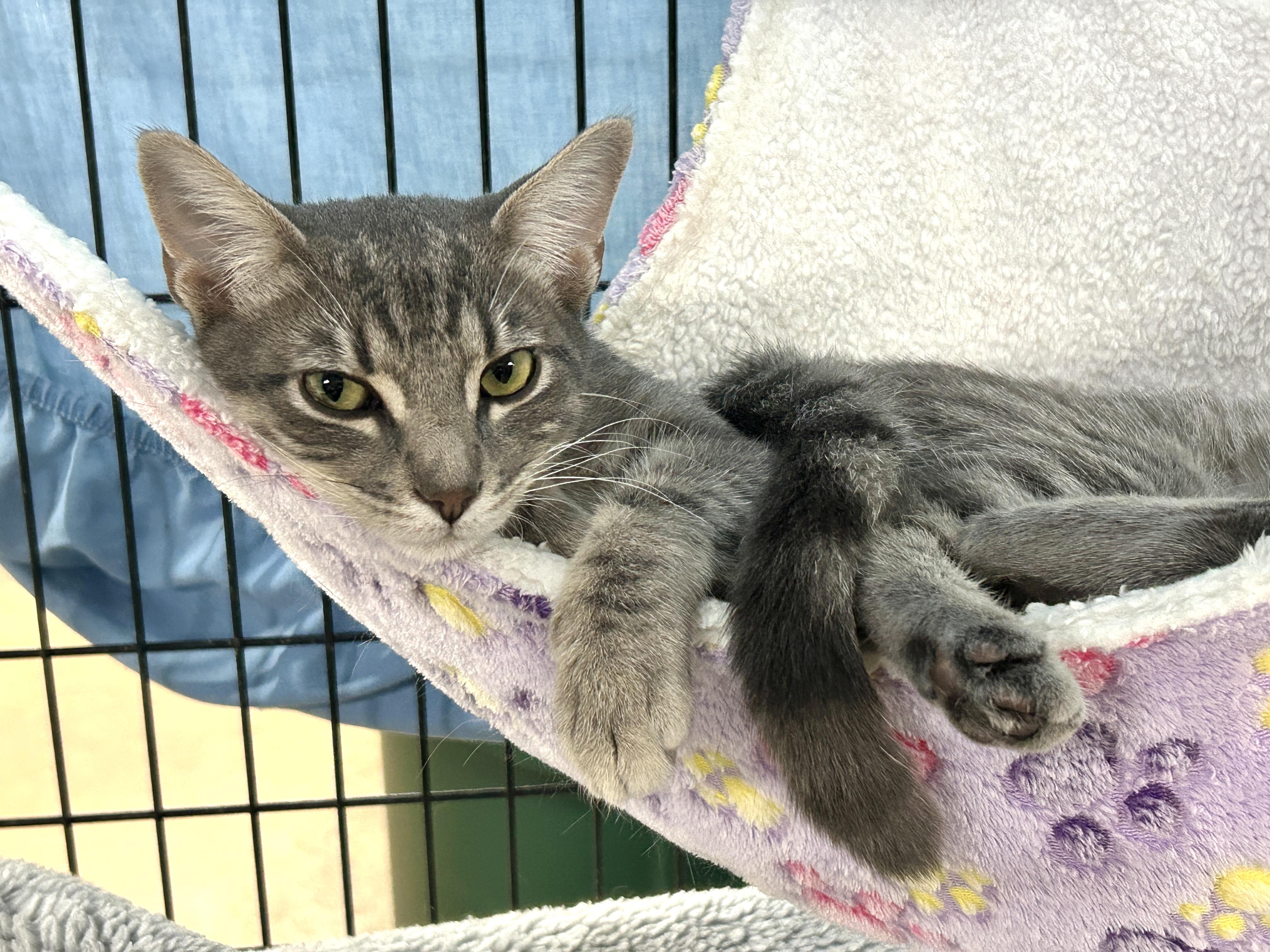 Enlarge Holly, a Adoptable American Shorthair in Marble Falls, TX image 3/4