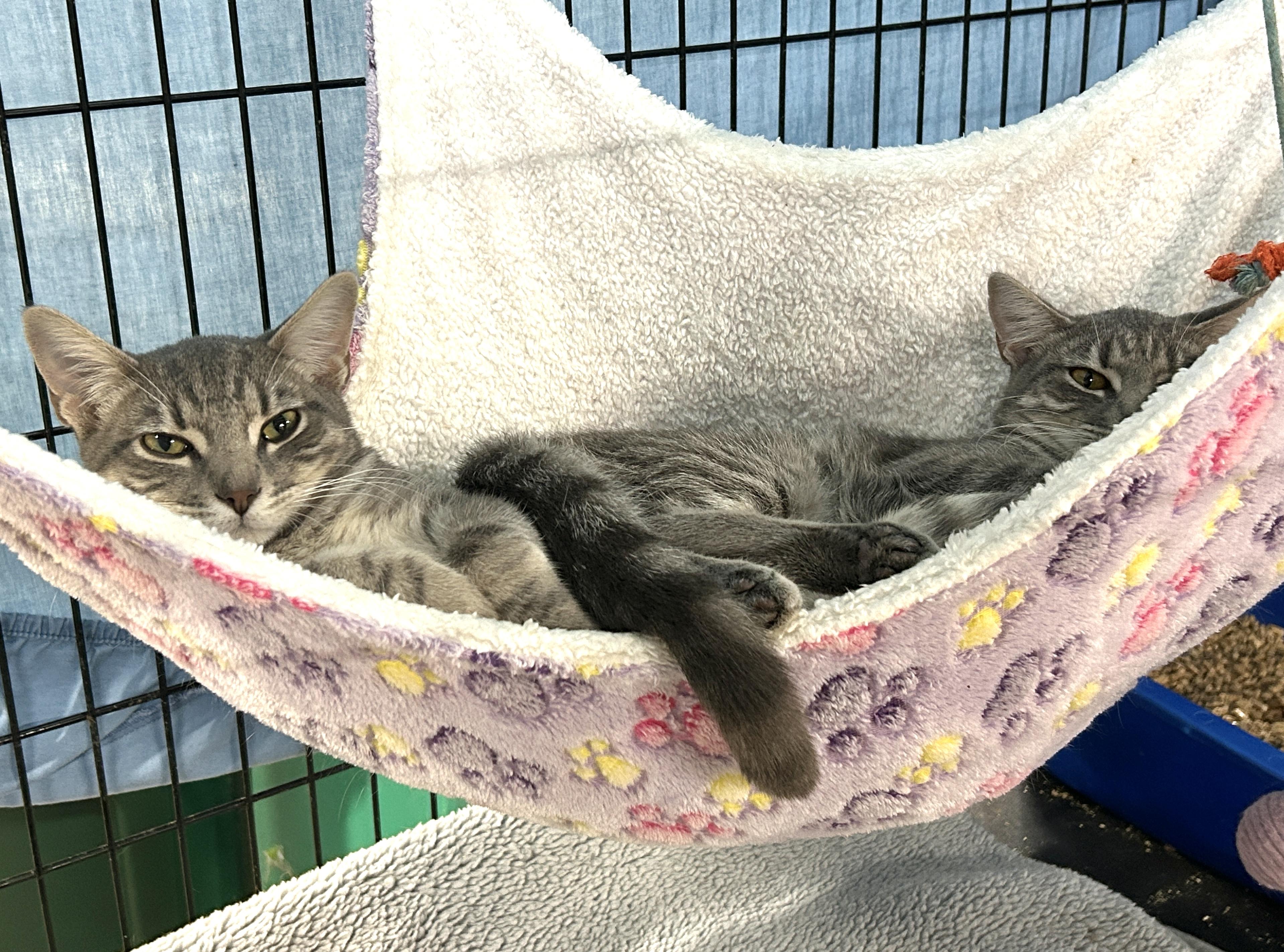 Enlarge Holly, a Adoptable American Shorthair in Marble Falls, TX image 4/4