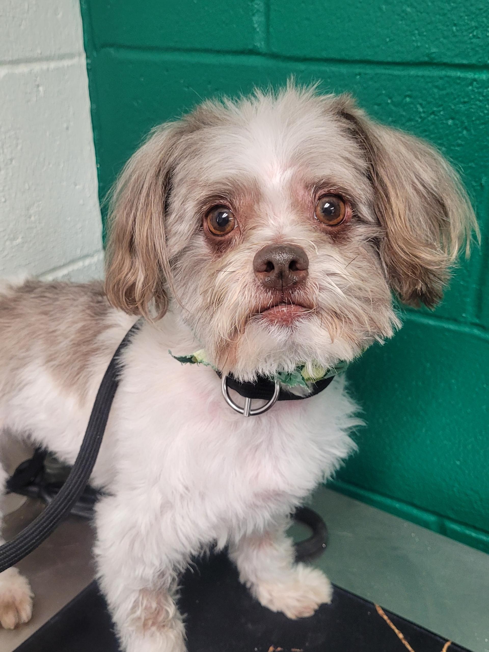Enlarge Baxter, a ADOPTABLE Shih Tzu in Blue Springs, MO image 1/1