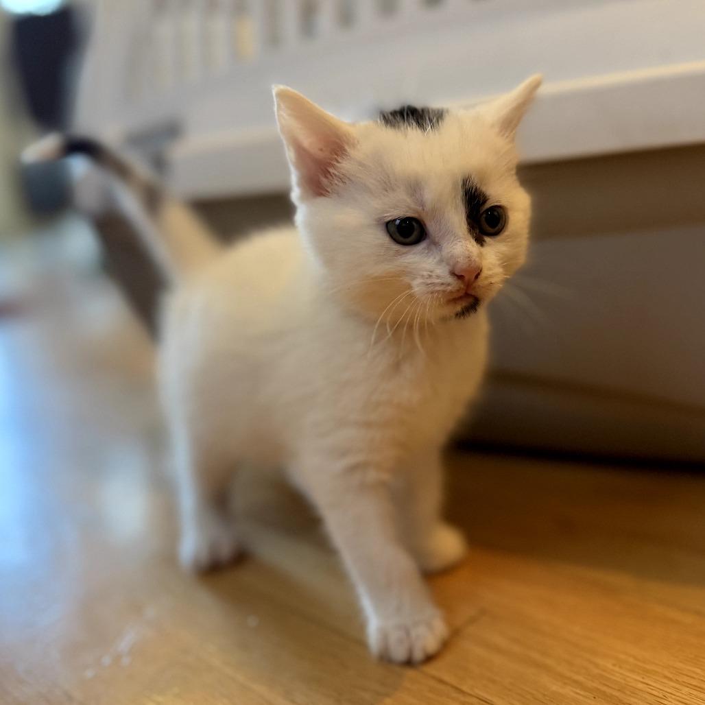 Poison Ivy, Adoptable, Kitten Female Domestic Short Hair.