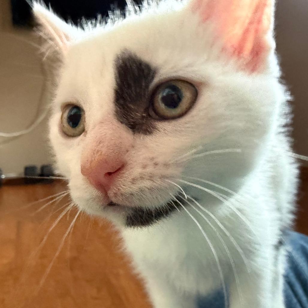 Poison Ivy, a Adoptable Domestic Short Hair in Calgary, AB image 2/6