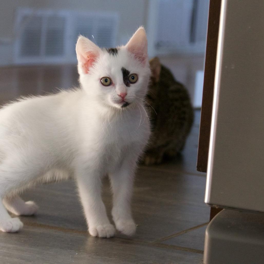 Poison Ivy, a Adoptable Domestic Short Hair in Calgary, AB image 3/6