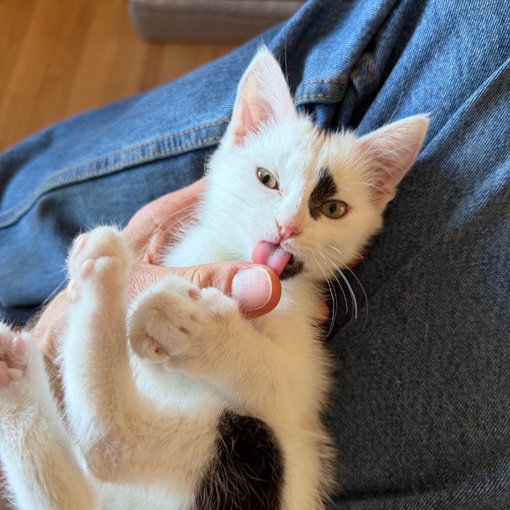 Poison Ivy, a Adoptable Domestic Short Hair in Calgary, AB image 4/6