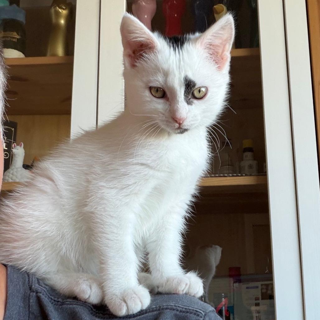 Poison Ivy, a Adoptable Domestic Short Hair in Calgary, AB image 5/6