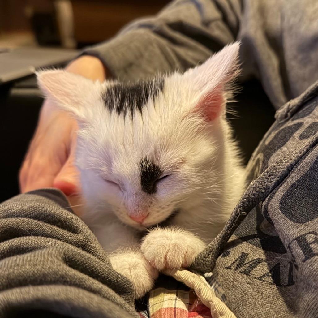 Poison Ivy, a Adoptable Domestic Short Hair in Calgary, AB image 6/6