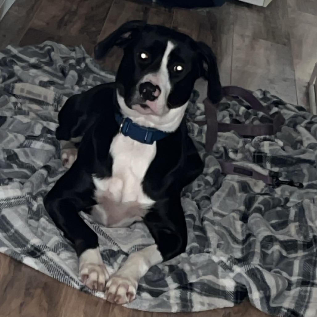 Heifer, Adoptable, Adult Female Mixed Breed.