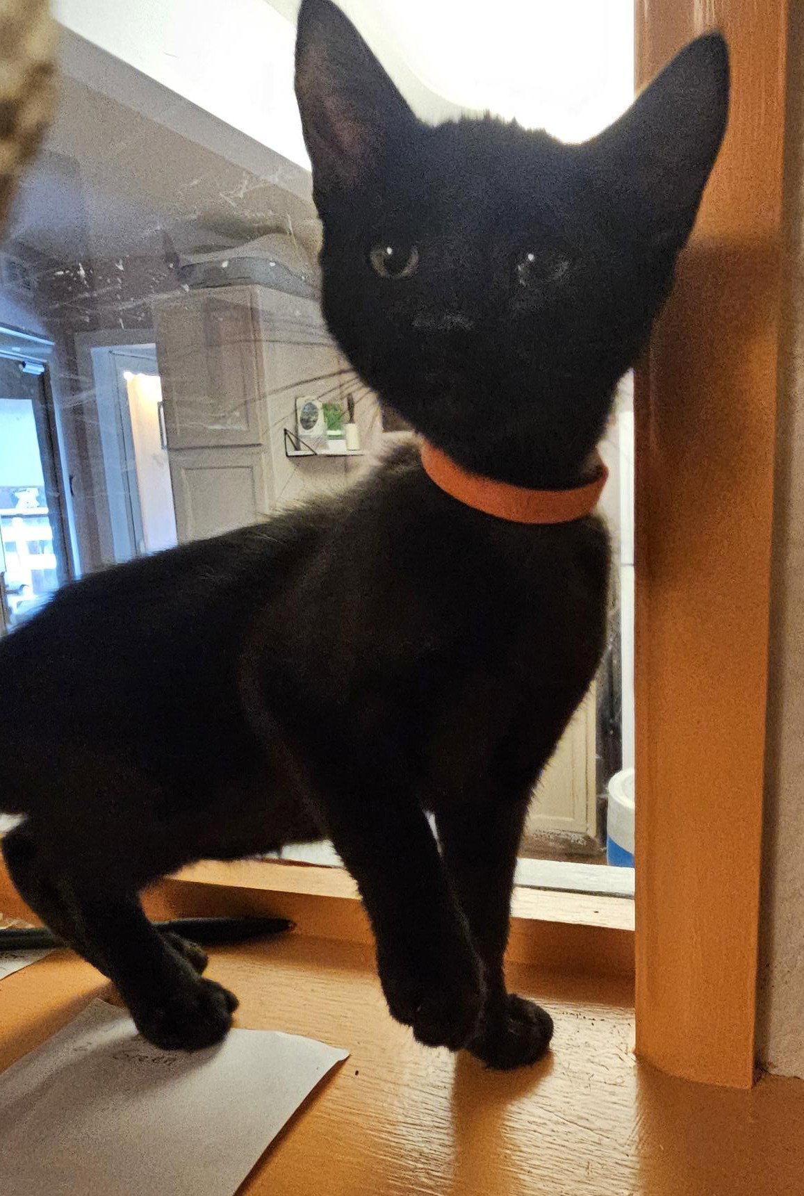 Enlarge Anubis, a Adopted Domestic Short Hair in Evergreen, CO image 1/1