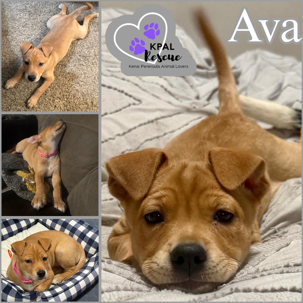 Ava - “A” List, Adoptable, Puppy Female Mixed Breed & Mixed Breed.
