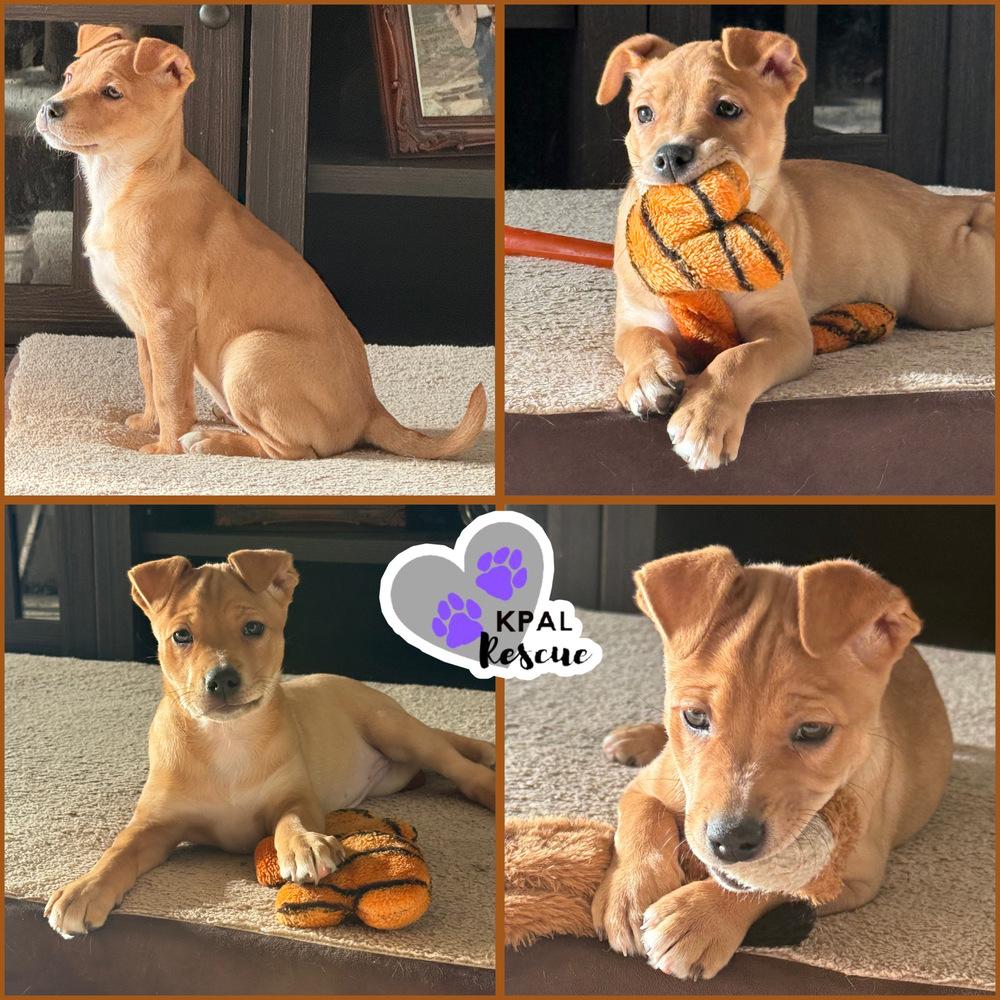 Ava - “A” List, a Adoptable mixed breed in Kenai, AK image 2/4