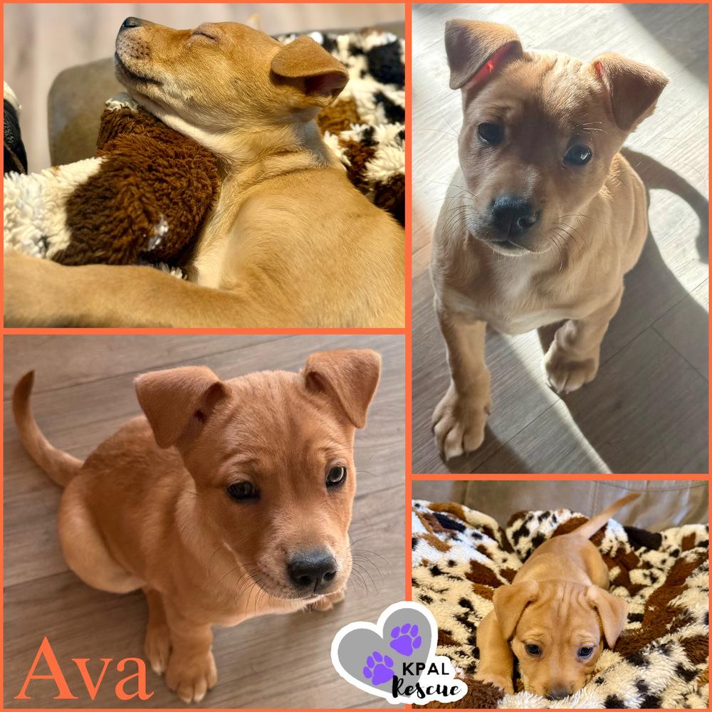 Ava - “A” List, a Adoptable mixed breed in Kenai, AK image 2/2