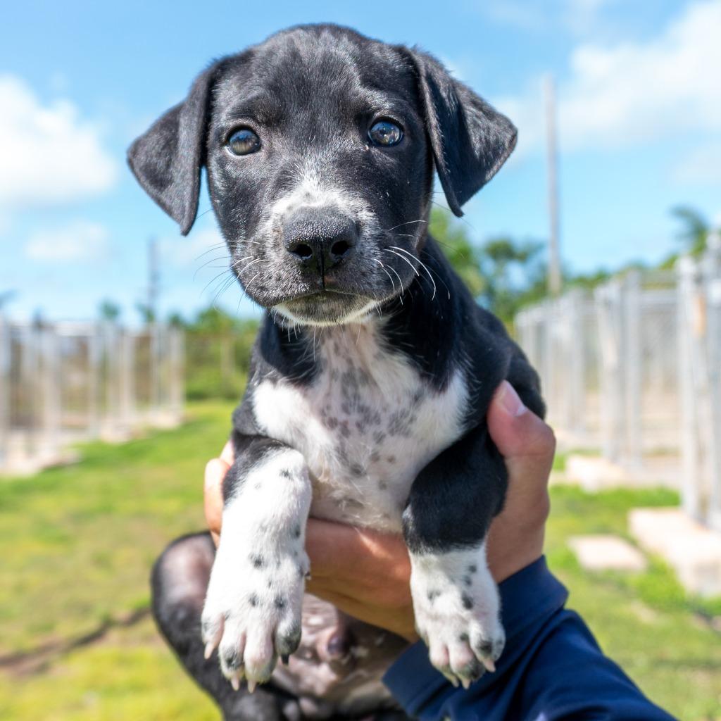Cheese, Adoptable, Puppy Male Affenpinscher.