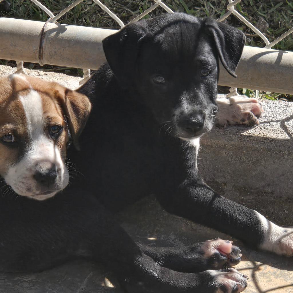 Enlarge Cheese, a Adoptable Affenpinscher in Mangilao, GU image 2/2