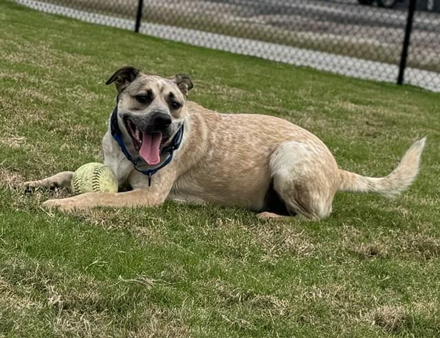 Enlarge CHEVY, an adoptable mixed breed in Lynn Haven, FL image 4/6