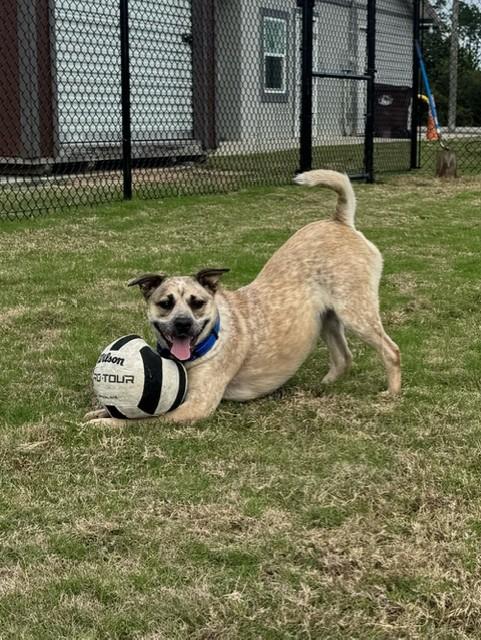 Enlarge CHEVY, an adoptable mixed breed in Lynn Haven, FL image 1/6