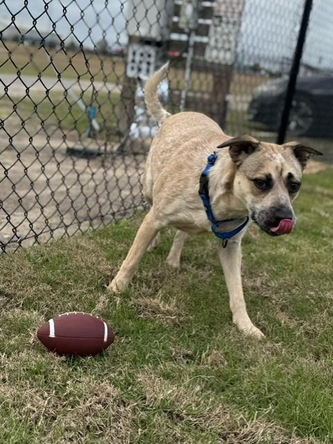 Enlarge CHEVY, an adoptable mixed breed in Lynn Haven, FL image 5/6