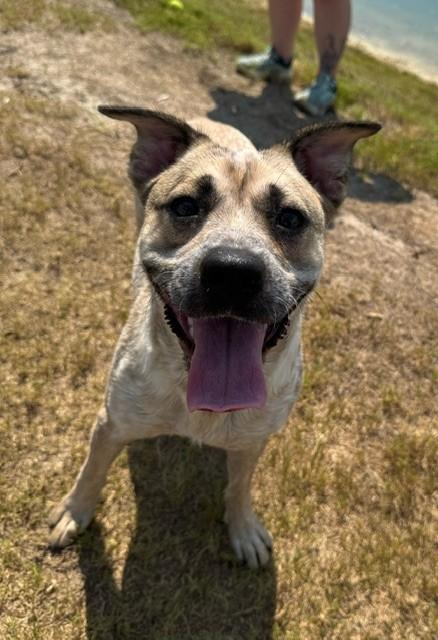 Enlarge CHEVY, an adoptable mixed breed in Lynn Haven, FL image 6/6