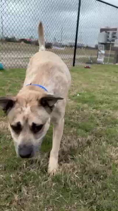 Enlarge CHEVY, an adoptable mixed breed in Lynn Haven, FL video 3/6