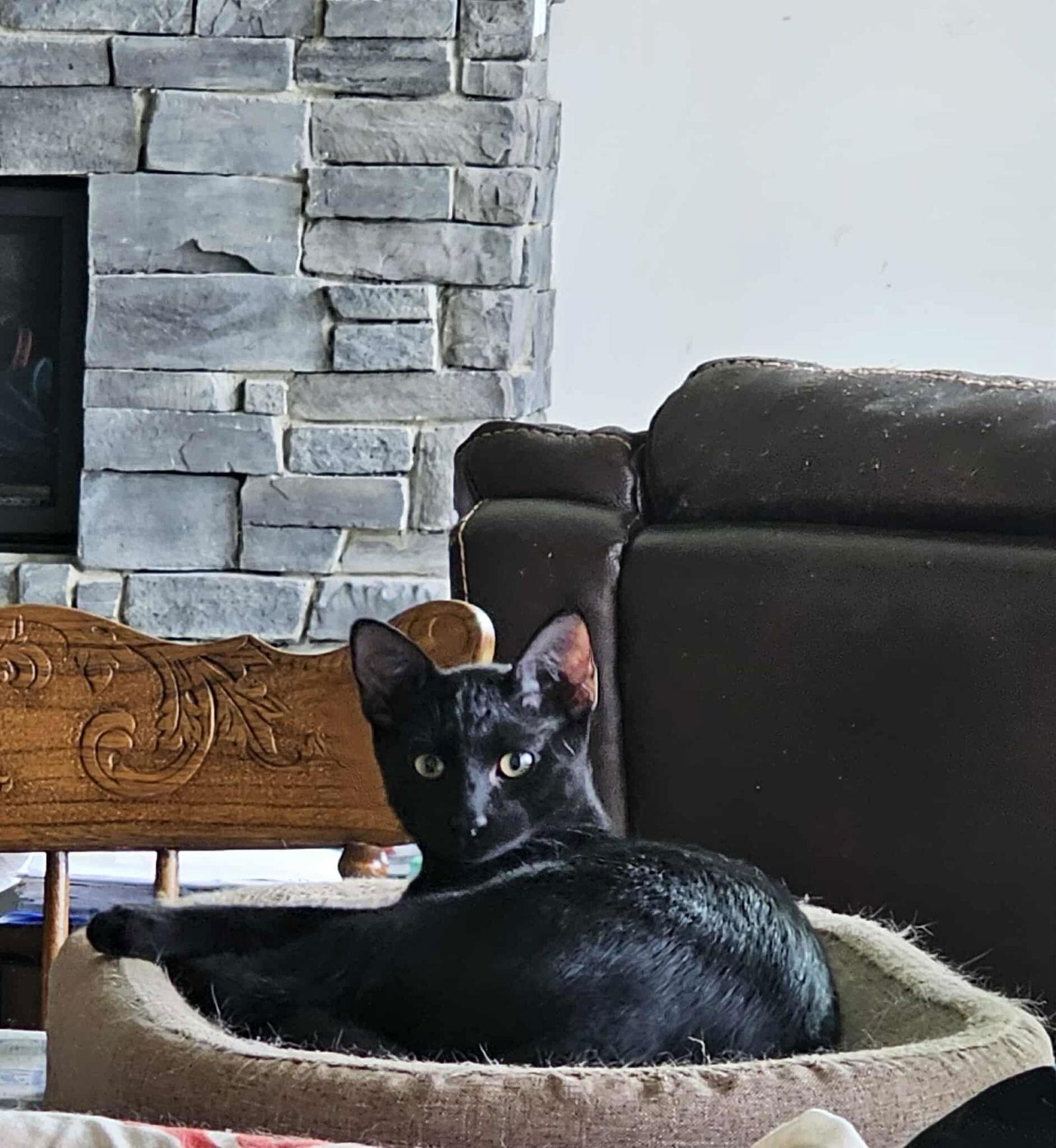 Jett, Adoptable, Kitten Male Domestic Short Hair.