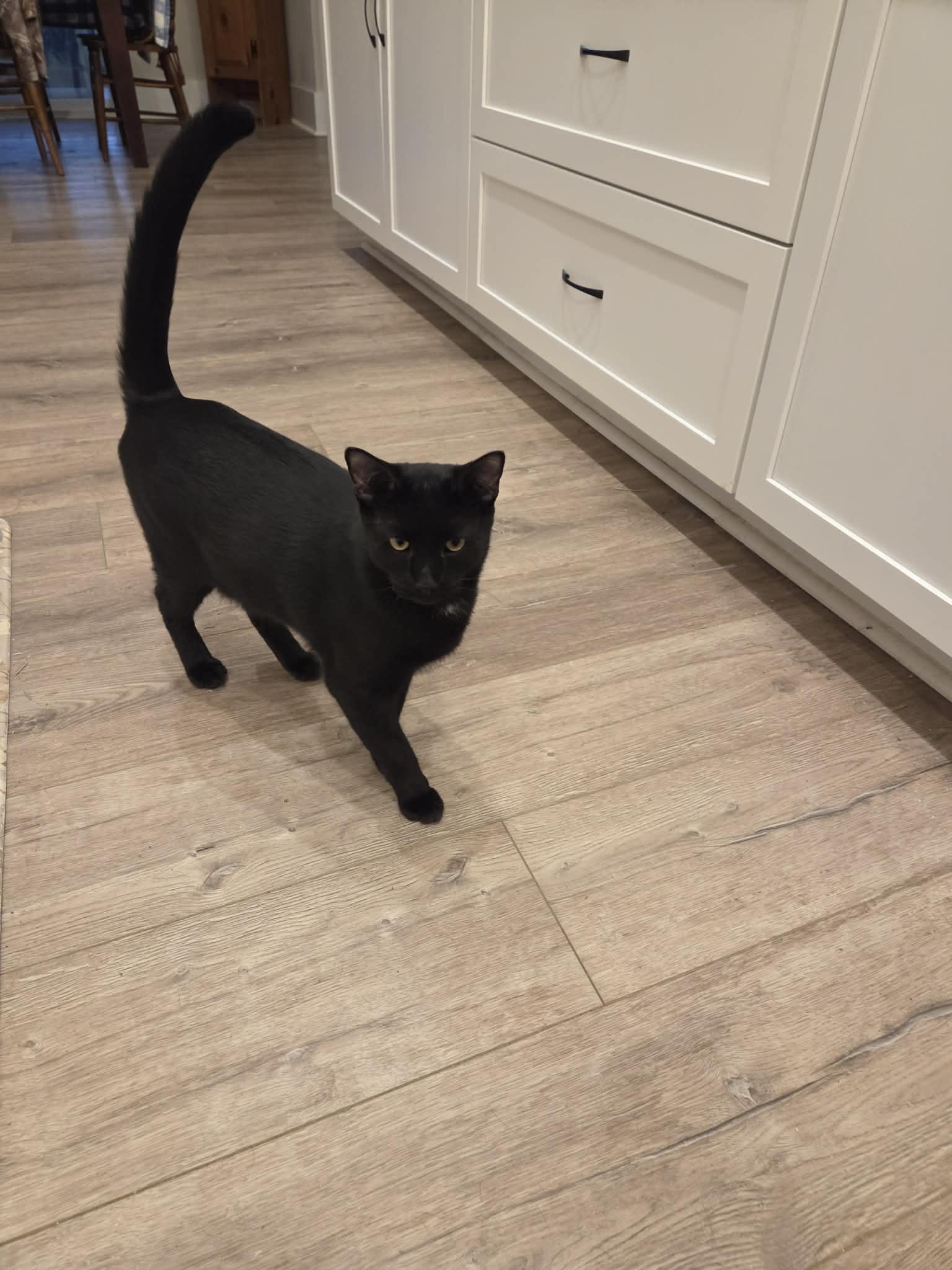 Jett, Adoptable, Young Male Domestic Short Hair.