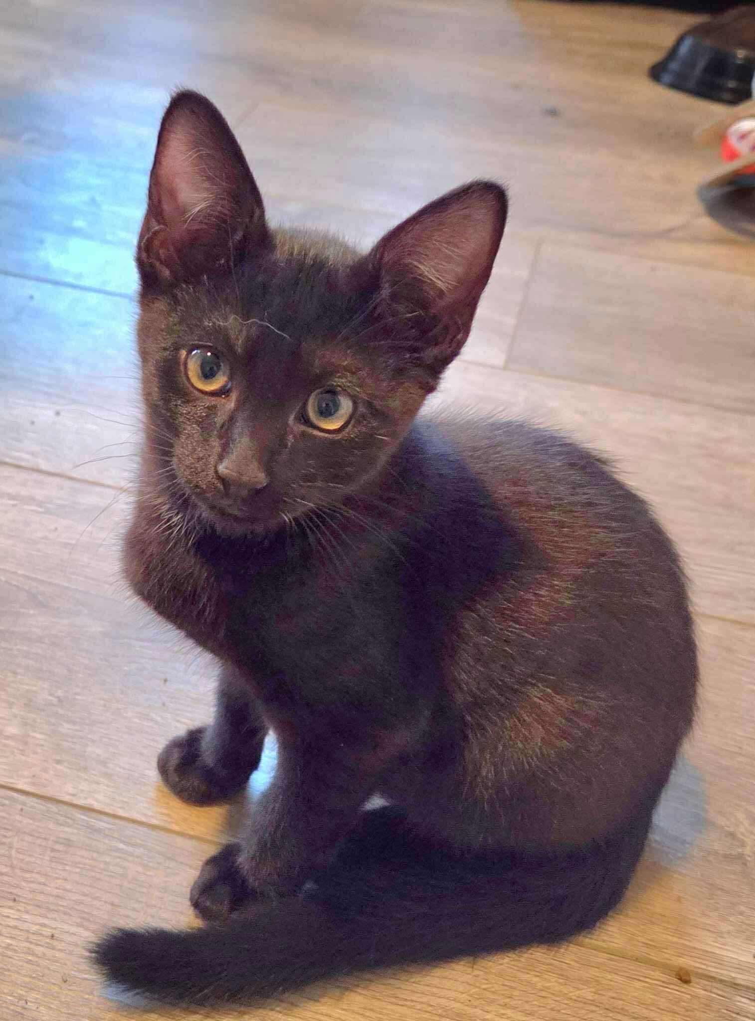 Enlarge Jett, a Adoptable Domestic Short Hair in Roxboro, NC image 2/3